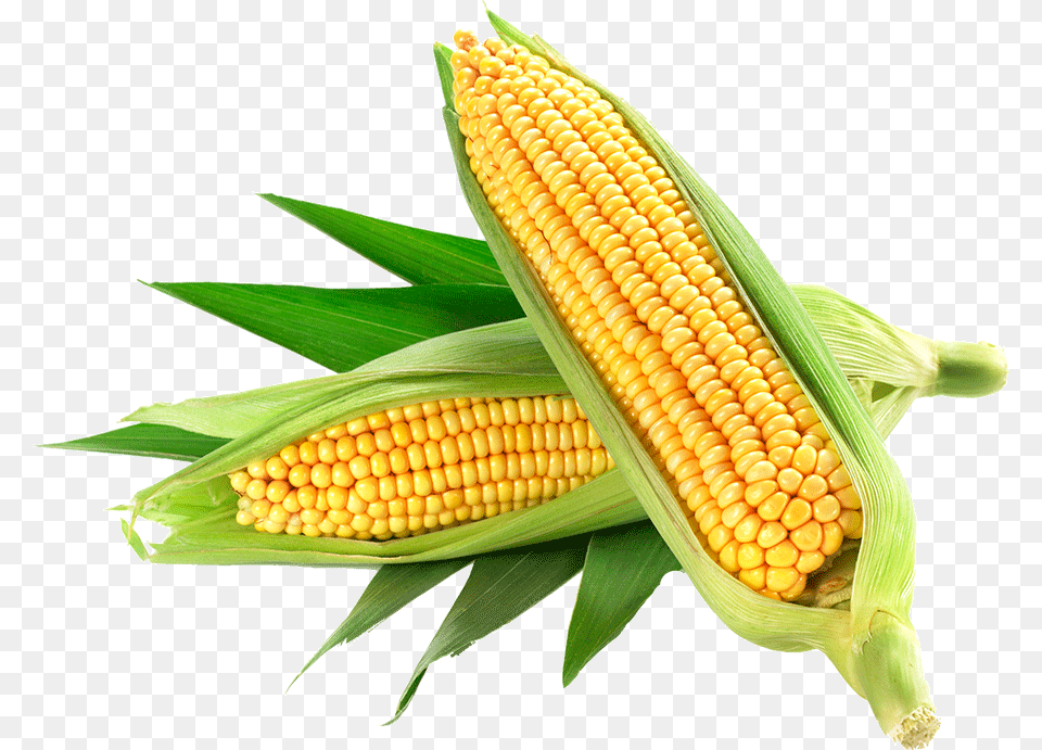 Corn Only Organic Corn, Food, Grain, Plant, Produce Free Transparent Png
