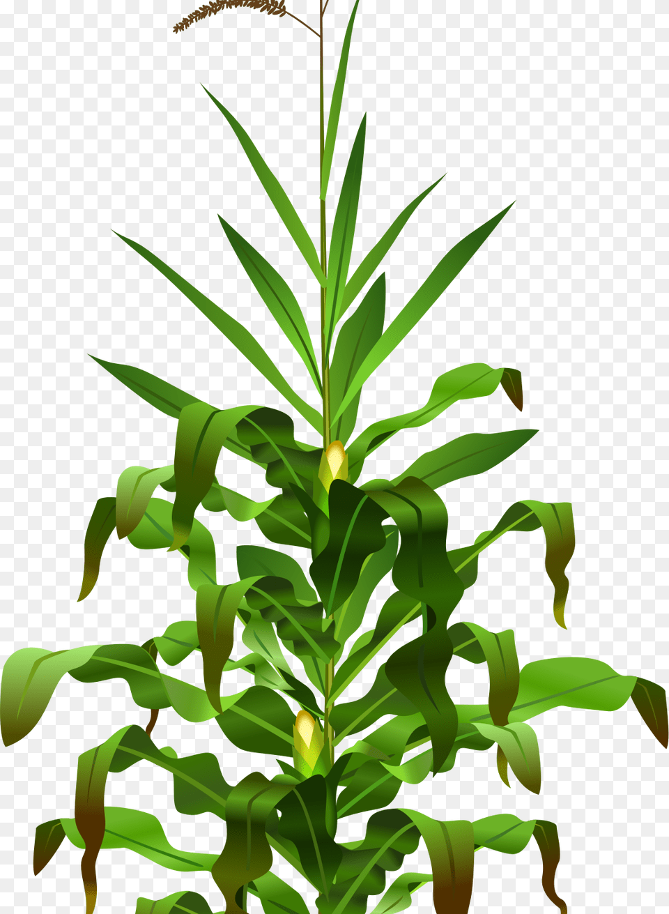 Corn Plant, Grass, Green, Tree, Vegetation Free Transparent Png