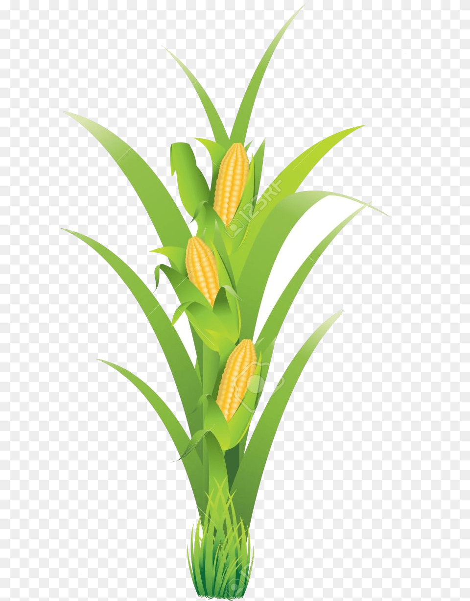 Corn Plant Clip Art, Food, Grain, Produce Png Image