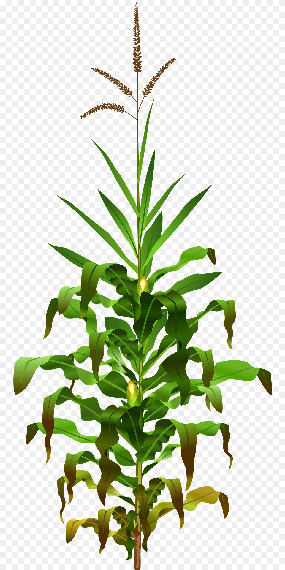 Corn Plant Clipart, Grass, Leaf, Vegetation, Green Free Png
