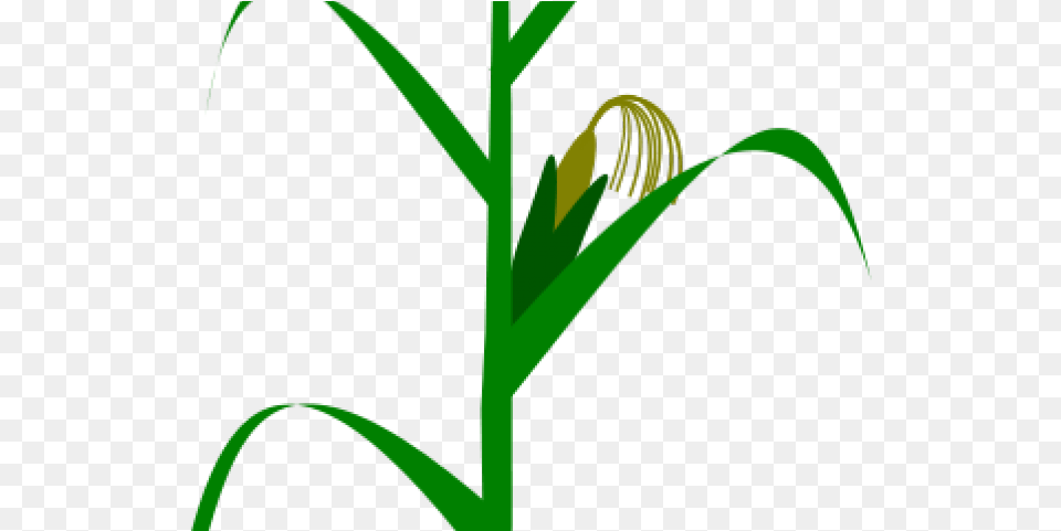 Corn Plant Cliparts Milpa De Maiz Vector, Grass, Vegetation, Food, Produce Png Image