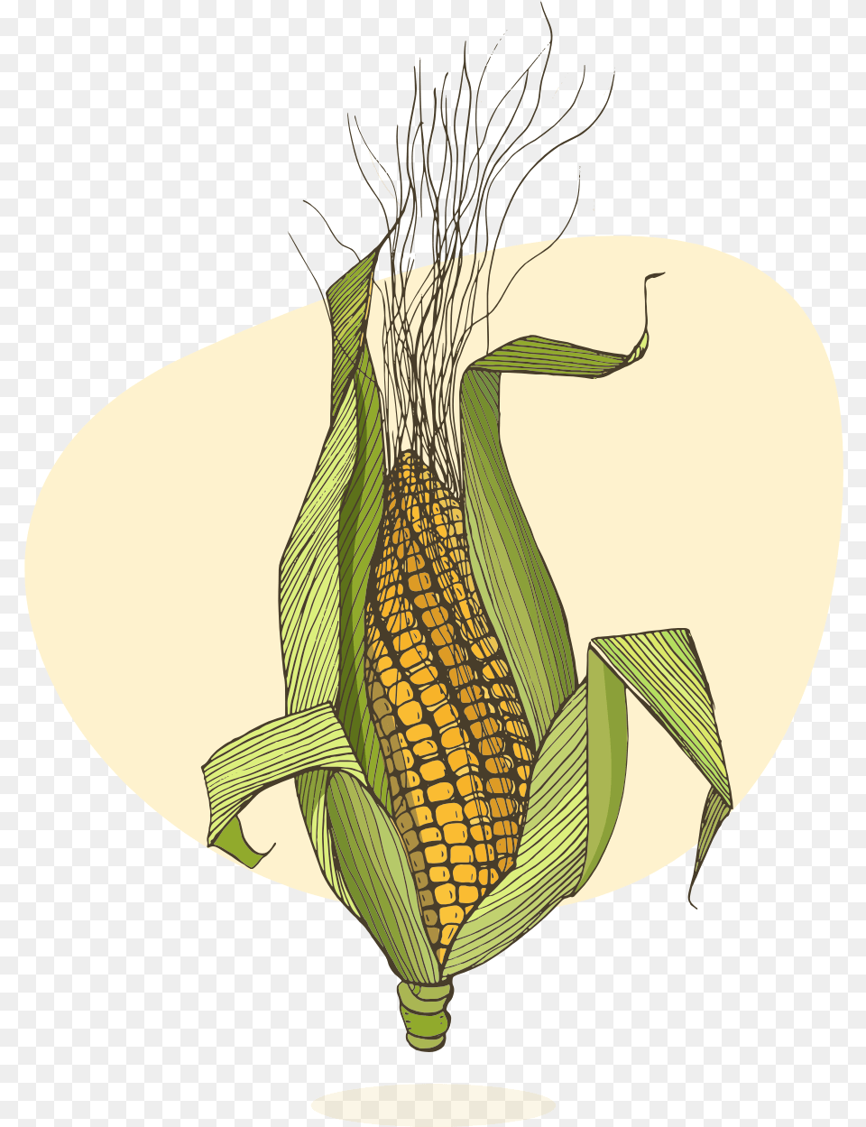 Corn Plant Corn On The Cob, Food, Grain, Produce Free Png Download