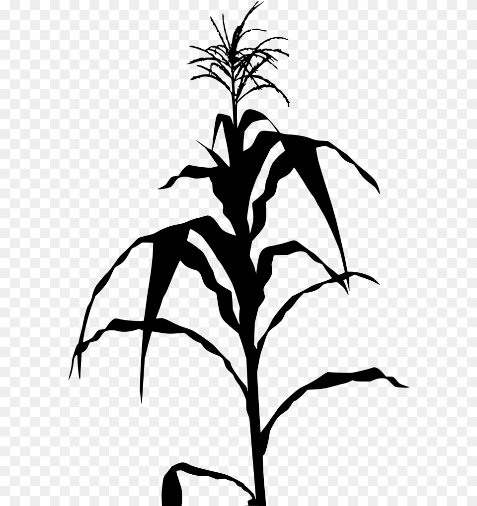 Corn Plant Svg, Gray Free Png Download