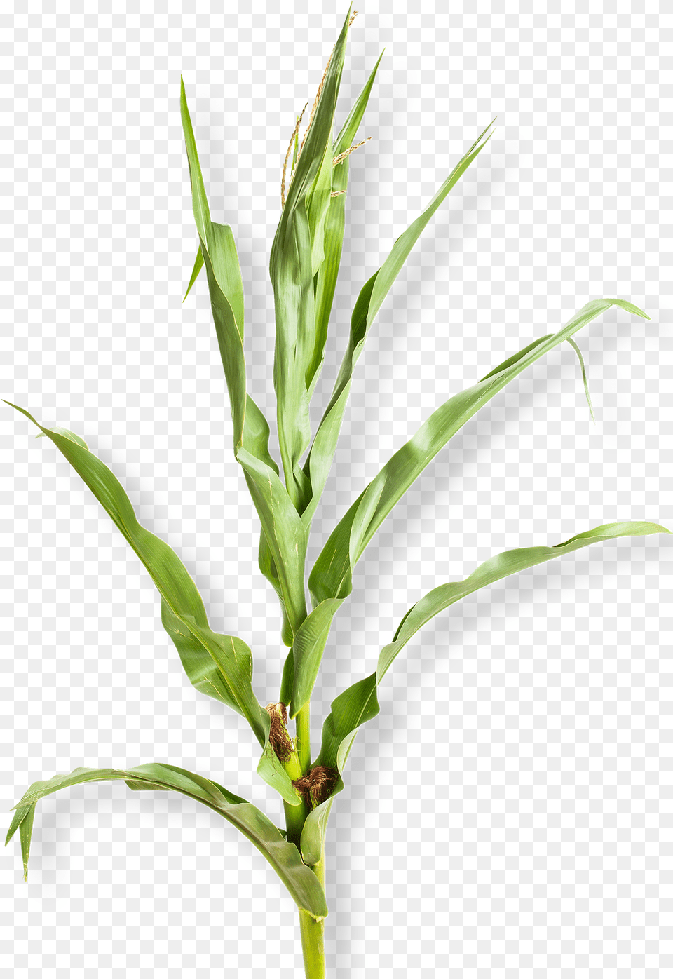 Corn Plant White Background, Leaf, Food, Grain, Produce Png