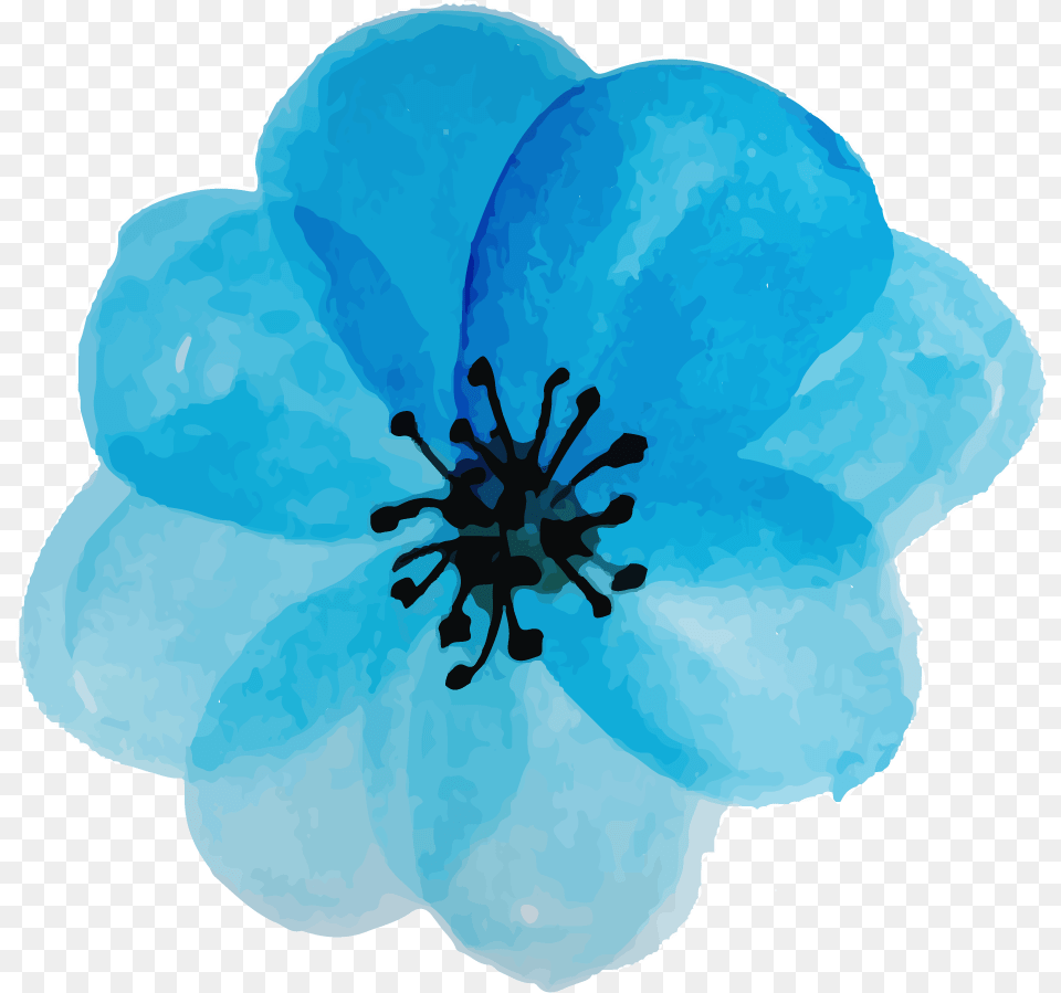 Corn Poppy, Anemone, Anther, Flower, Petal Png
