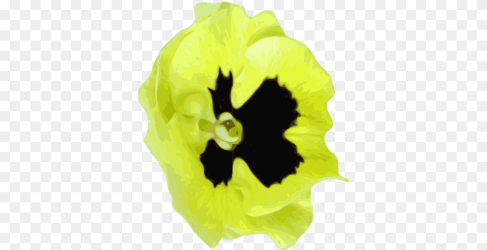 Corn Poppy, Flower, Petal, Plant, Pansy Png