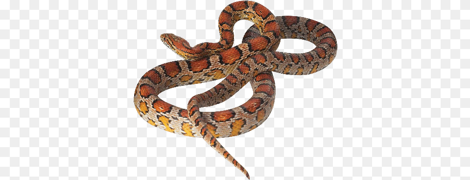 Corn Snake Corn Snake, Animal, Reptile Free Transparent Png