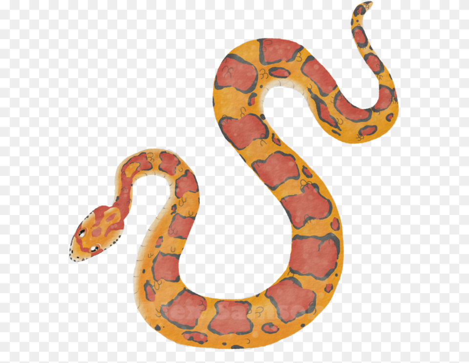 Corn Snake Corn Snake Clipart, Animal, Reptile, King Snake Png Image