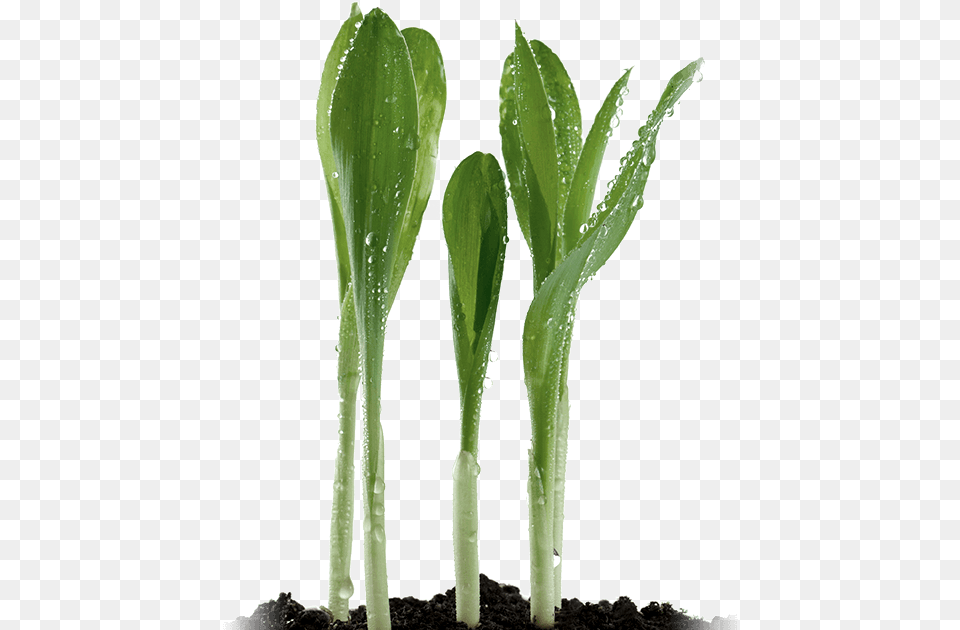 Corn Sprouts Xanthan Gum Plant, Leaf, Soil, Sprout Png