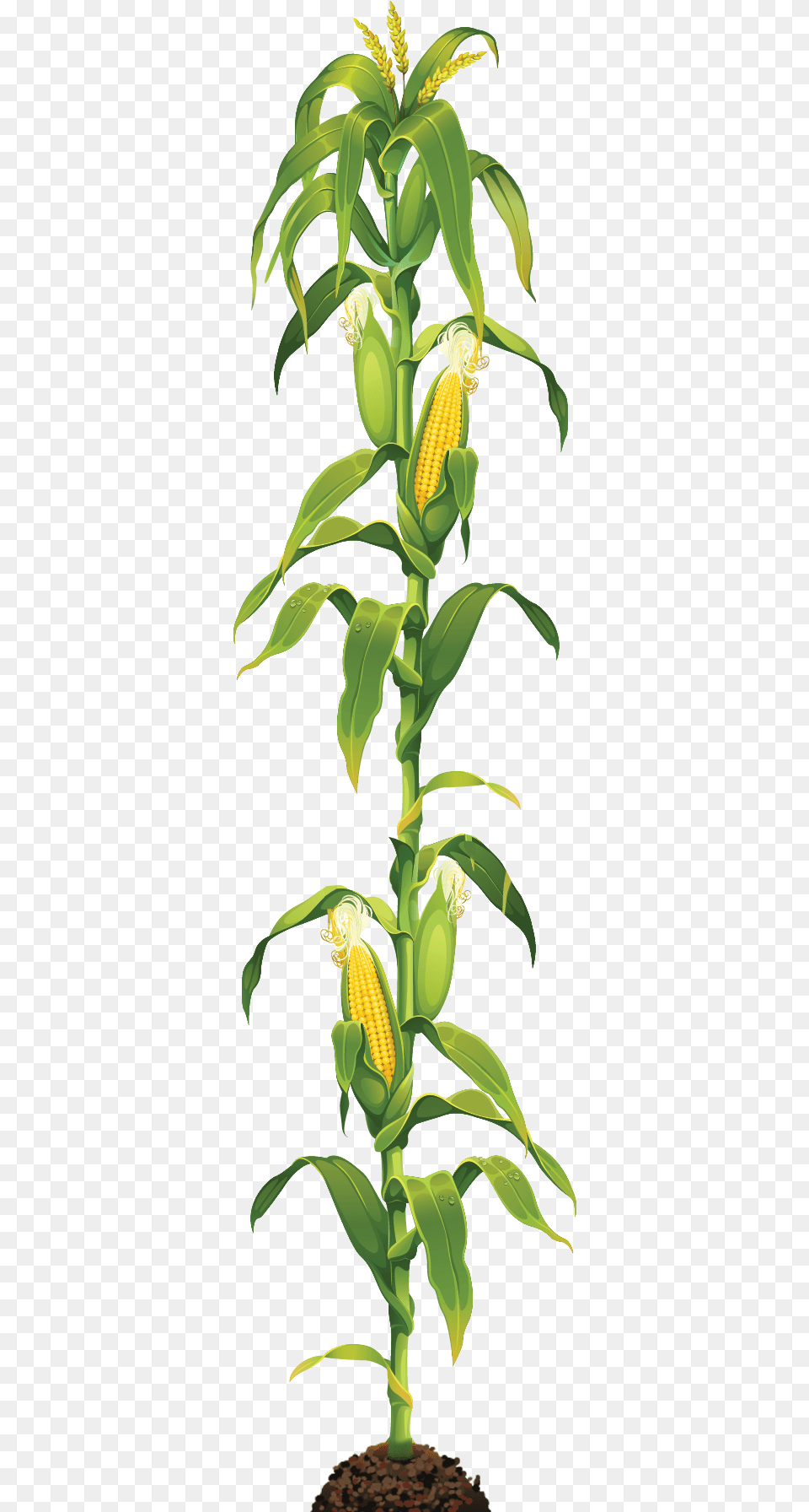 Corn Stalk, Plant, Leaf, Flower, Food Free Png Download