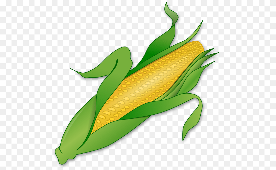 Corn Stalk Clip Arts For Web, Food, Grain, Plant, Produce Free Png