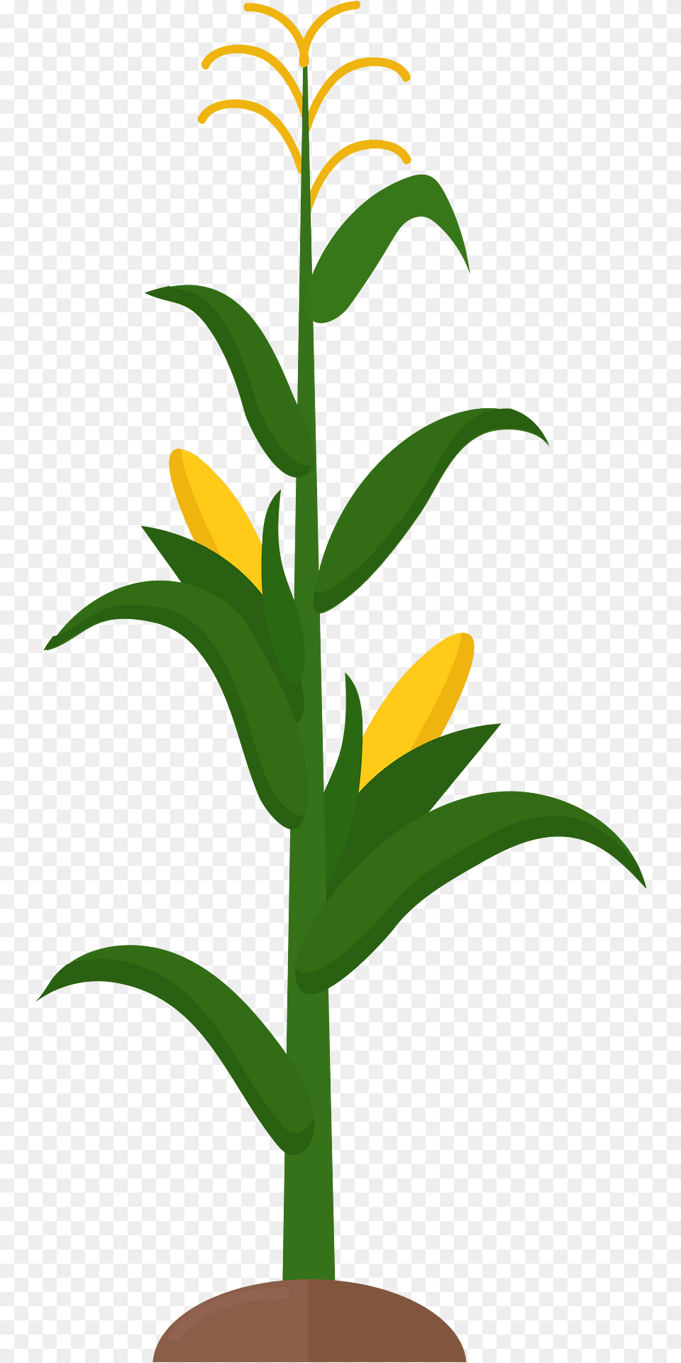 Corn Stalk Clipart, Flower, Plant, Leaf, Tree Png Image