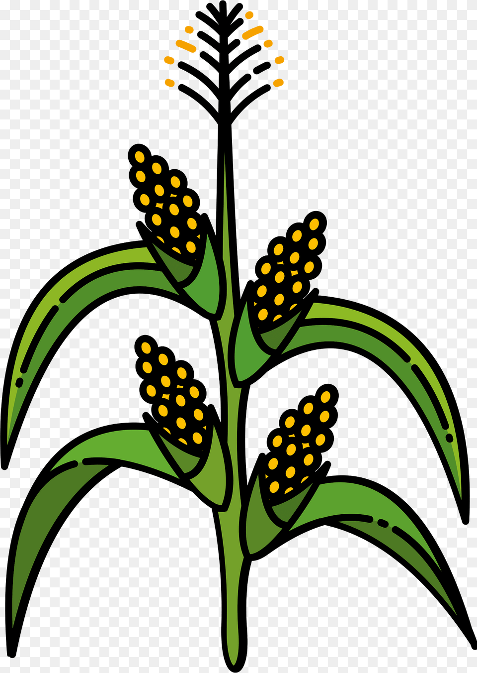 Corn Stalk Clipart Png