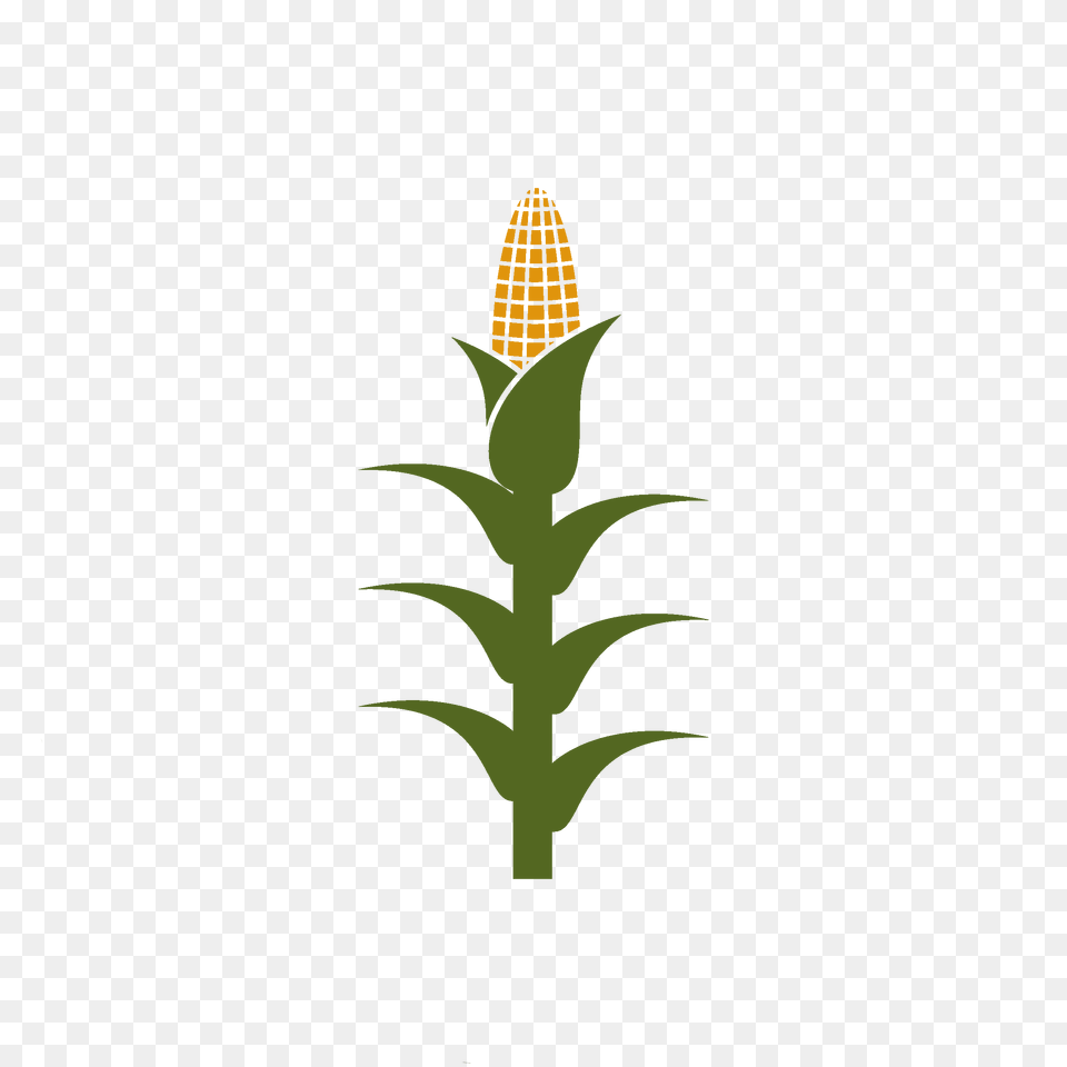 Corn Stalk Clipart Corn Stalks Clip Art, Food, Grain, Produce, Plant Free Transparent Png