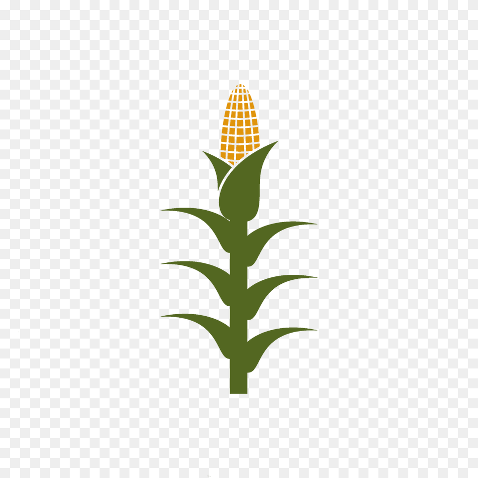 Corn Stalk Copy, Food, Grain, Produce, Plant Free Transparent Png