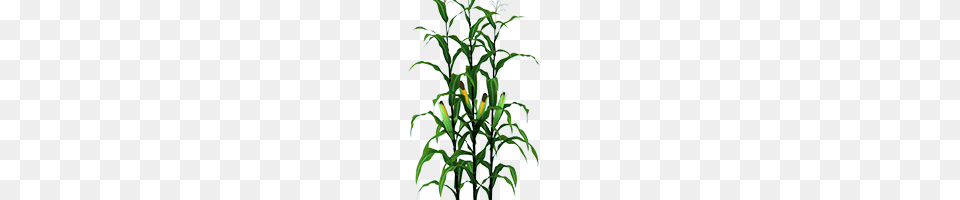 Corn Stalks, Plant, Vegetation, Flower, Leaf Free Png