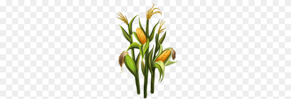 Corn Stalks Clip Art Royalty Corn Stalk, Plant, Food, Produce, Flower Png Image