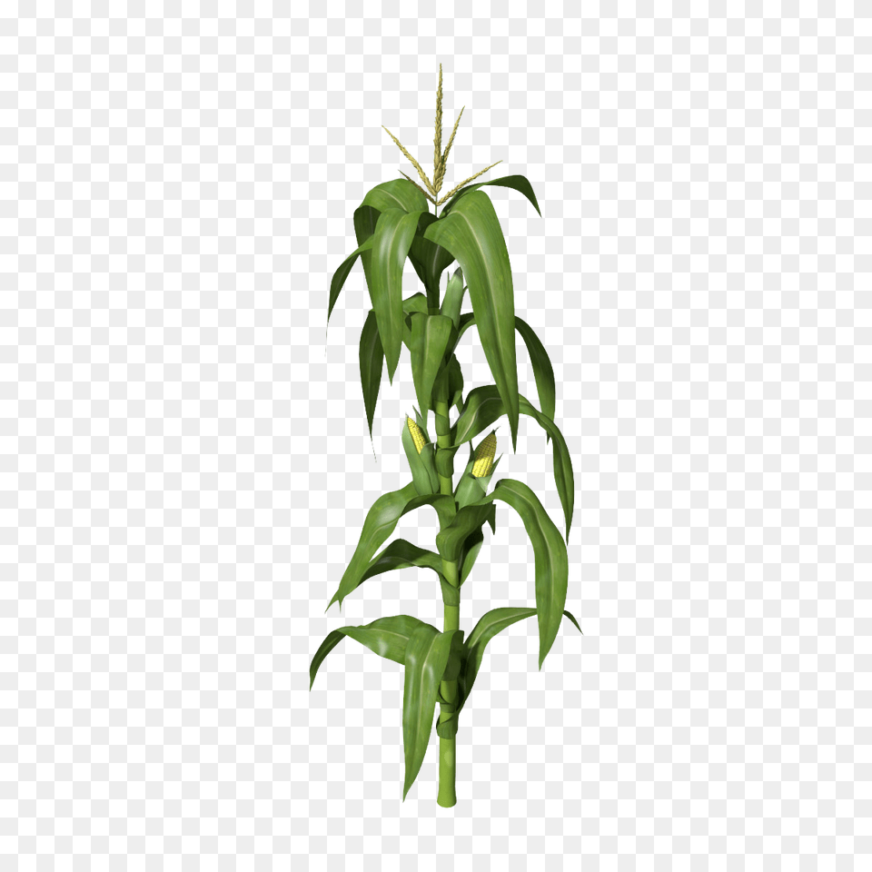 Corn Stalks Plant, Leaf, Food, Grain Png Image