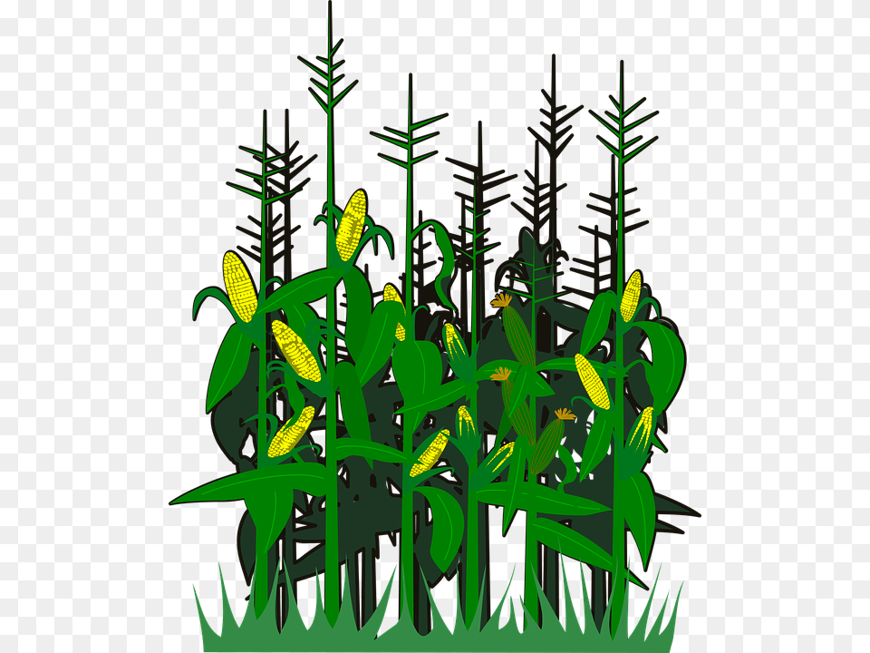 Corn Svg Vector Pohon Jagung Animasi, Vegetation, Plant, Green, Grass Free Png Download