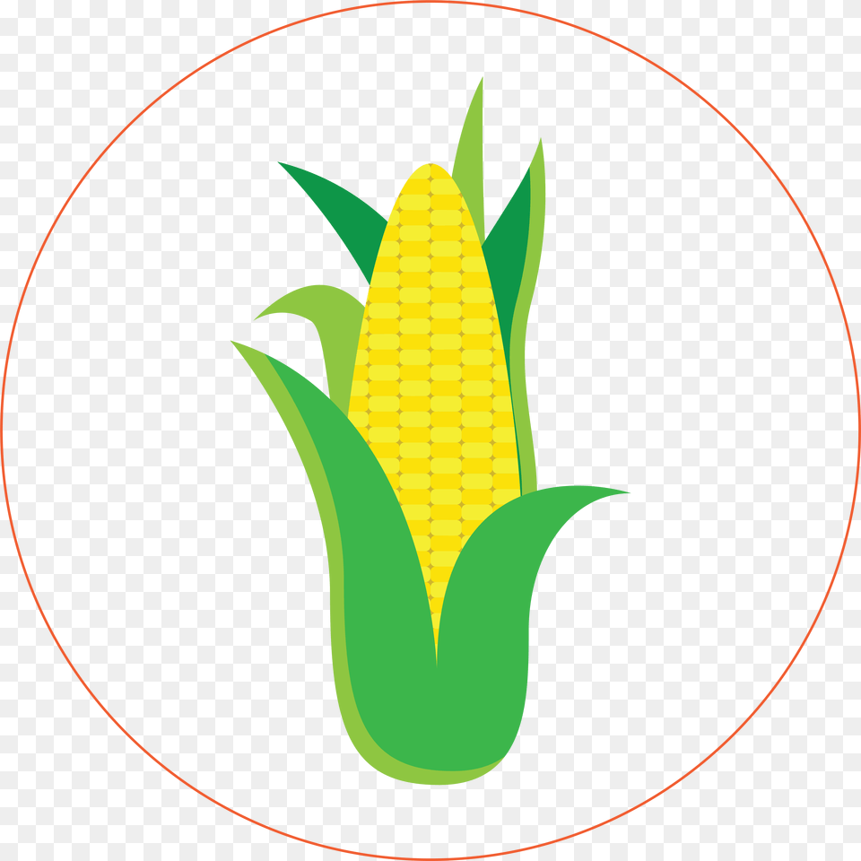 Corn Sweet Corn, Food, Grain, Plant, Produce Free Transparent Png