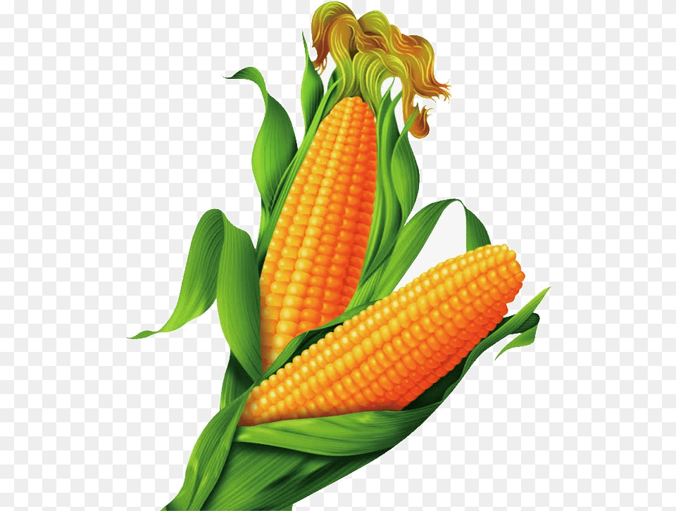 Corn Transparent Clipart Pictures Maize, Food, Grain, Plant, Produce Png Image