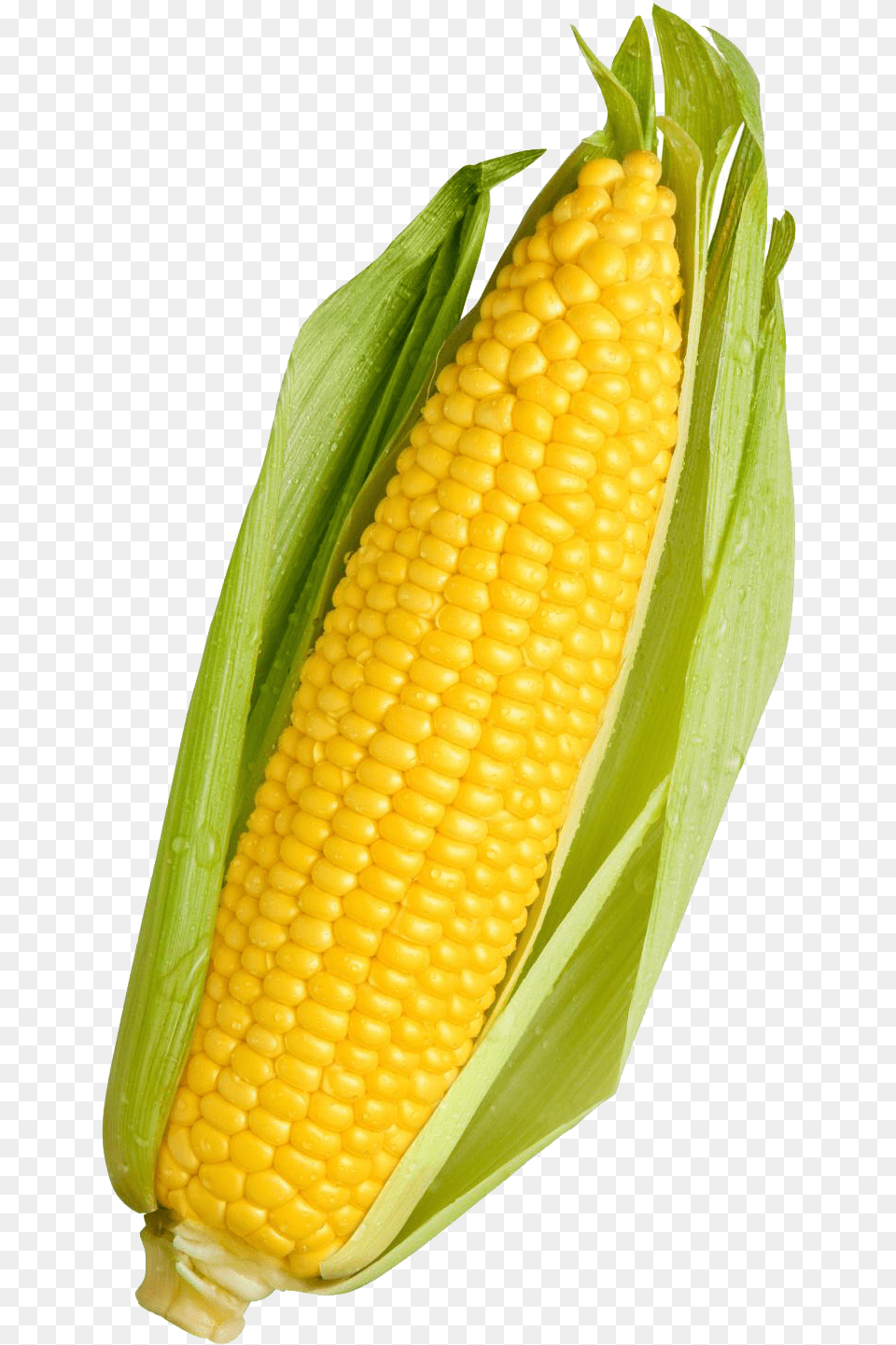 Corn Transparent Yellow Corn, Food, Grain, Plant, Produce Png Image