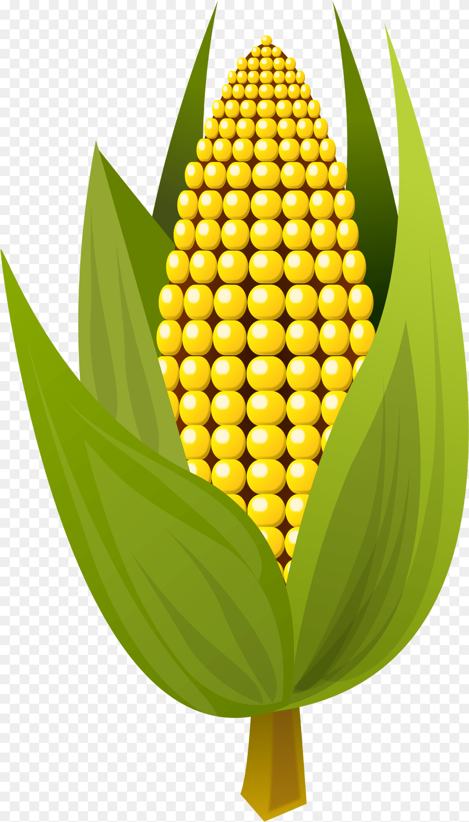 Corn Vector Clipart Maize, Food, Grain, Plant, Produce Png