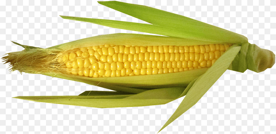 Corn Vector Corn With Hair, Food, Grain, Plant, Produce Free Transparent Png