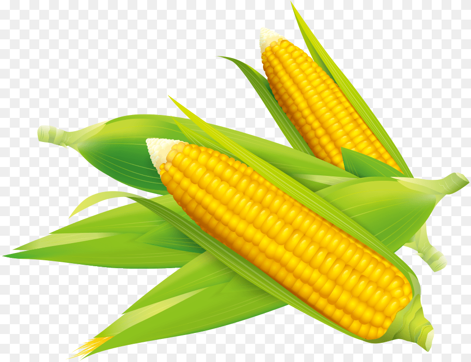 Corn Vector Flake Sweet Corn Vector, Food, Grain, Plant, Produce Free Png Download