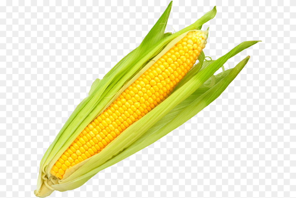 Corn Welcome To Grnsaksmstarna Majskolbe, Food, Grain, Plant, Produce Png Image