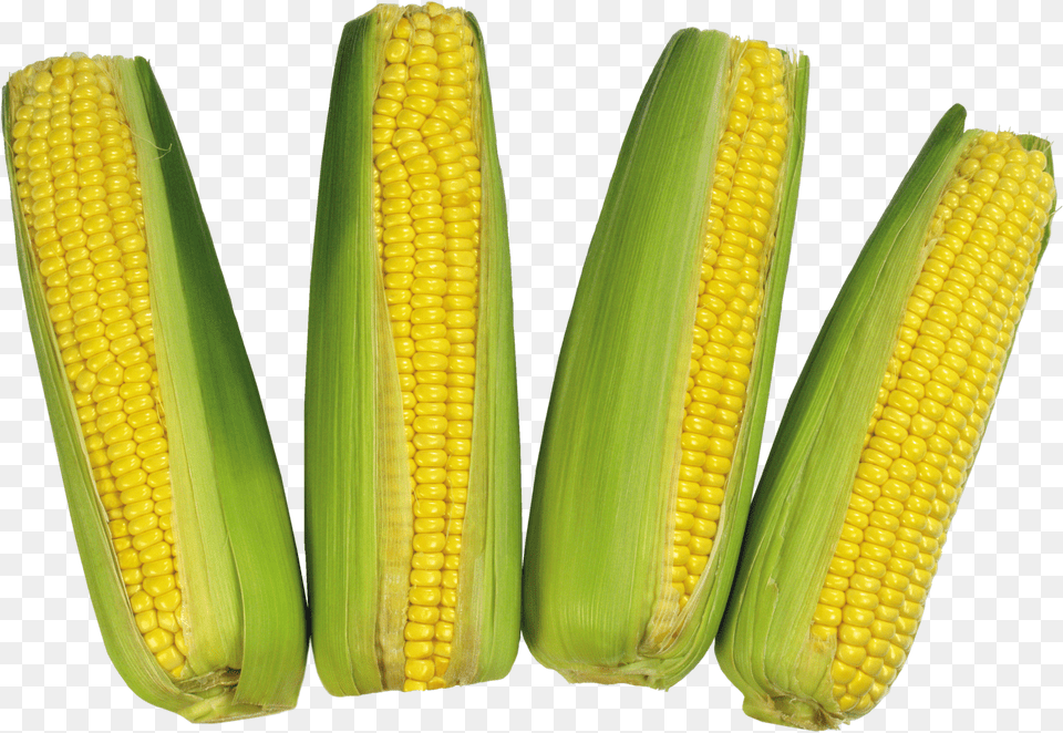 Corn Without Background Maize Free Png Download