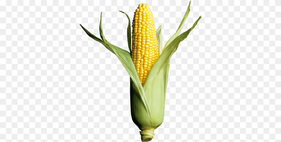 Corn Yellow Clipart One Corn, Food, Grain, Plant, Produce Free Png Download