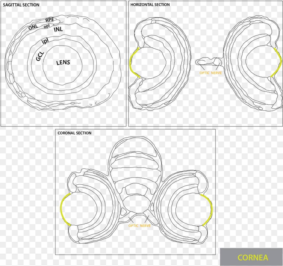 Cornea 03 Ganglion Cell Layer, Spiral Png Image