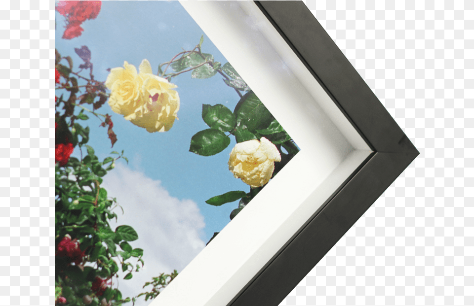 Corner Box Frame Garden Roses, Flower, Plant, Rose, Leaf Free Transparent Png