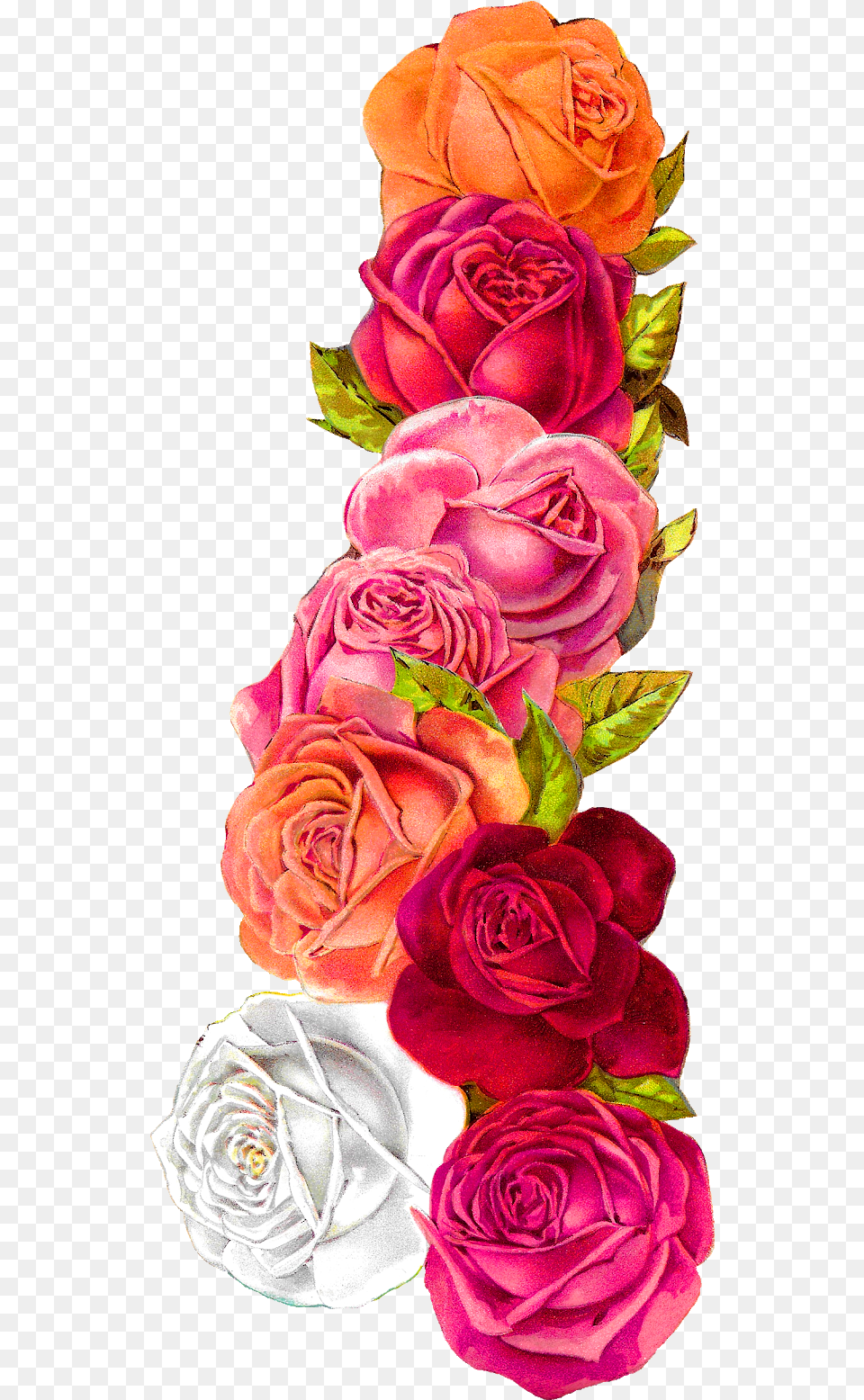 Corner Flower Border Design, Rose, Plant, Flower Arrangement, Flower Bouquet Free Transparent Png