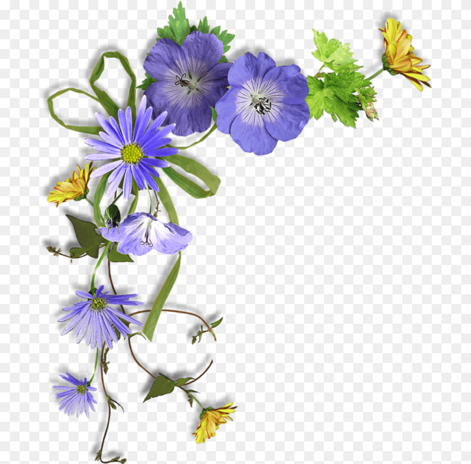 Corner Frame Flower, Geranium, Daisy, Flax, Plant Free Png Download