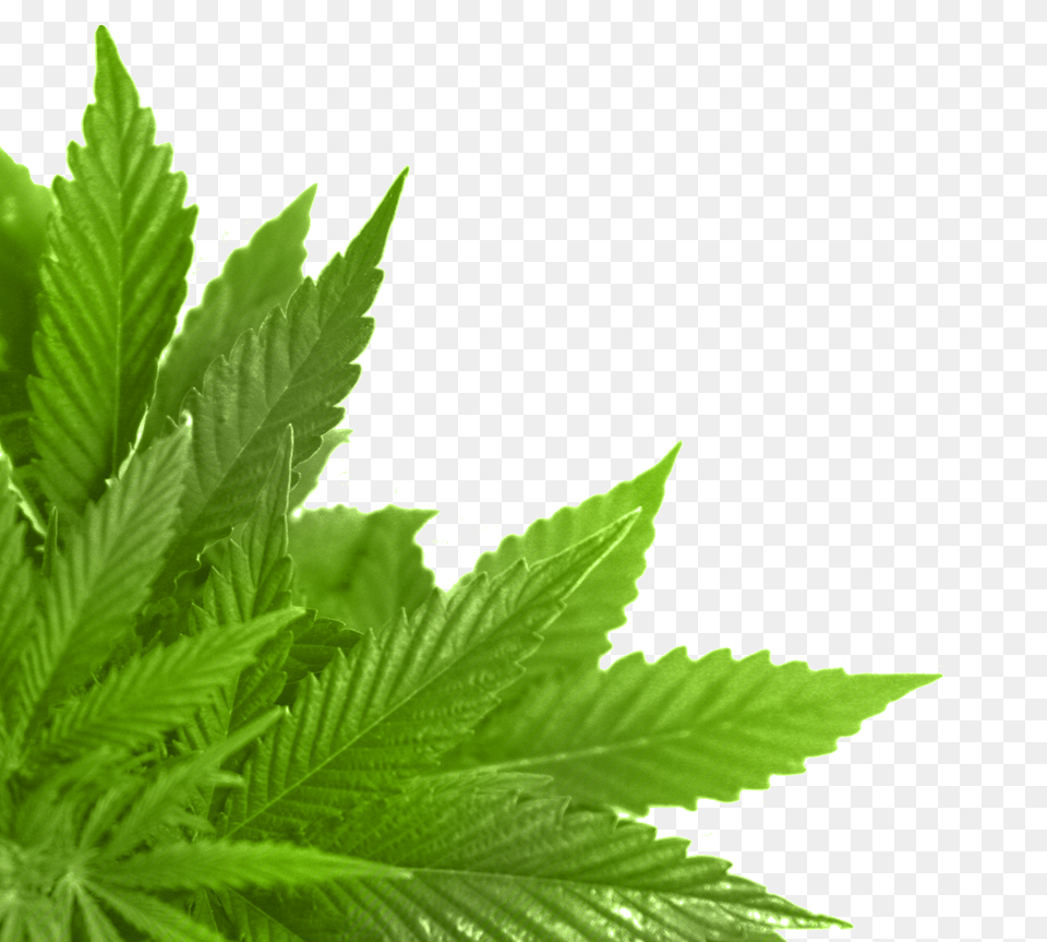 Corner Green Leaf, Plant, Weed, Hemp Free Png