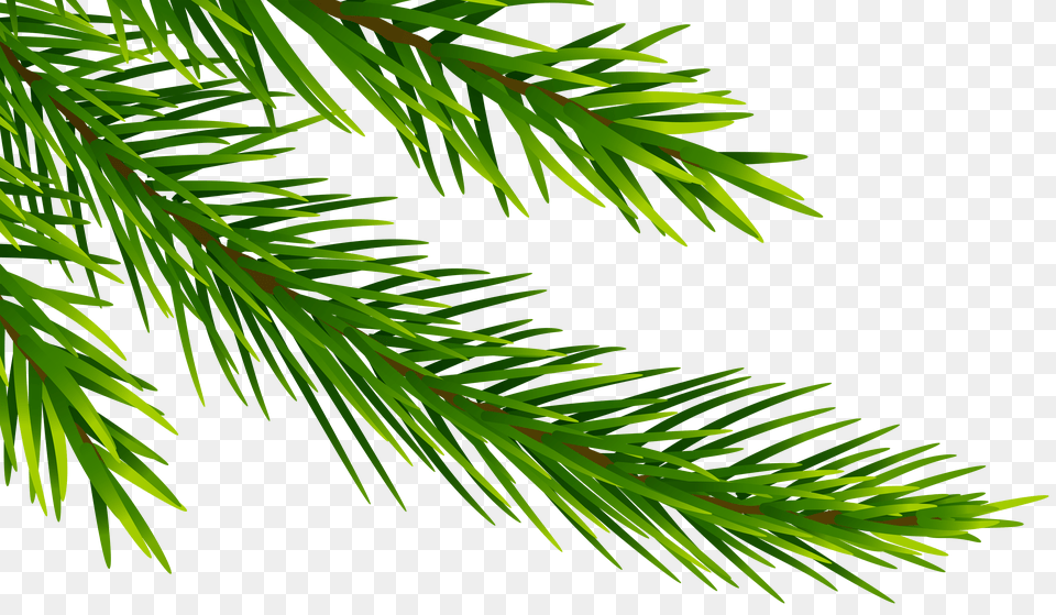 Corner Pine Branch Clip Art Free Png Download