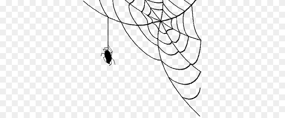 Corner Spider Web Spider Web Transparent Background, Spider Web, Animal, Insect, Invertebrate Free Png Download