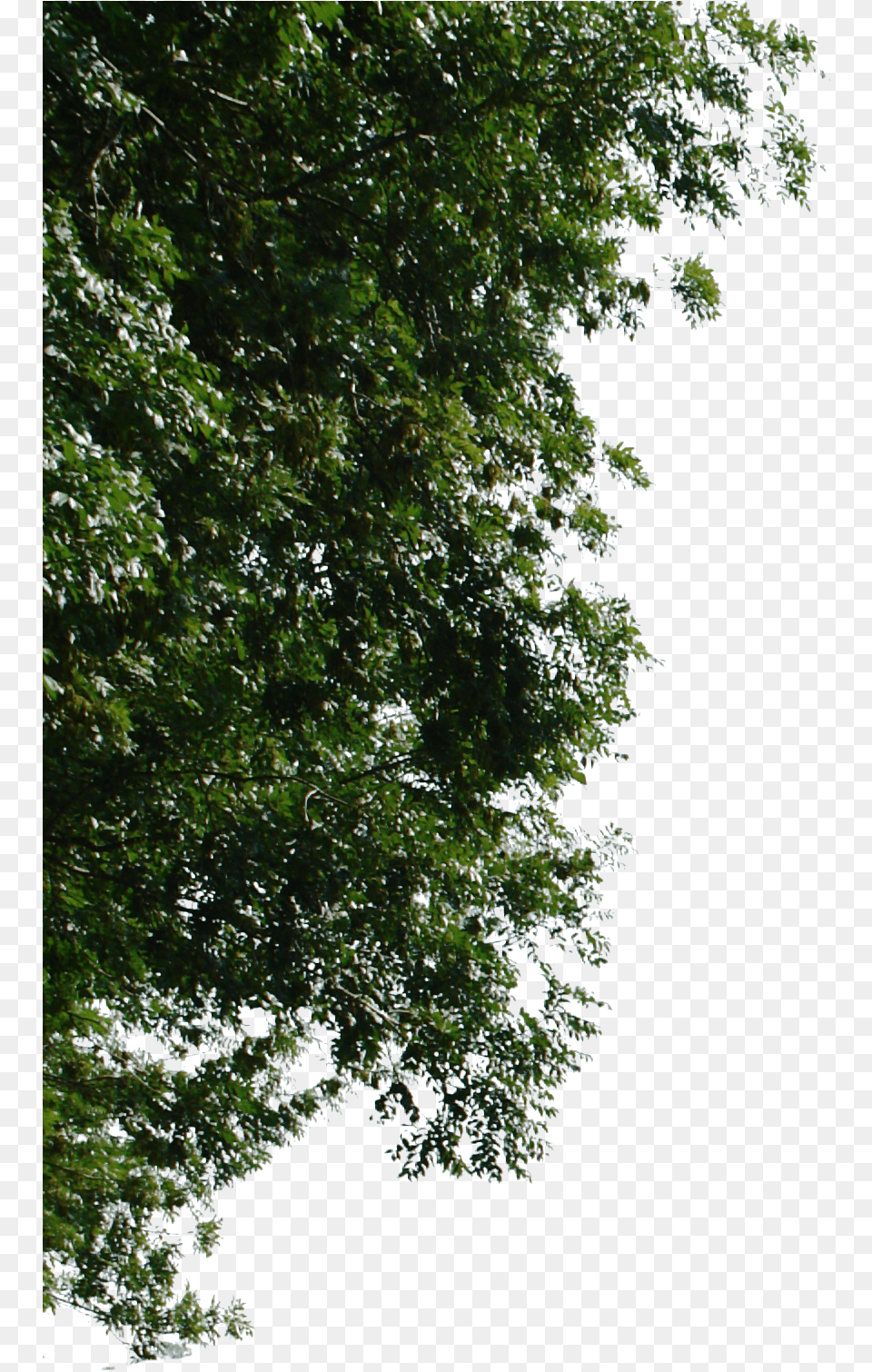 Corner Tree For Photoshop, Green, Vegetation, Plant, Leaf Png