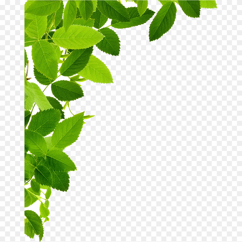 Corners Vector Leaf Transparent Leaves, Green, Plant, Tree, Herbal Png