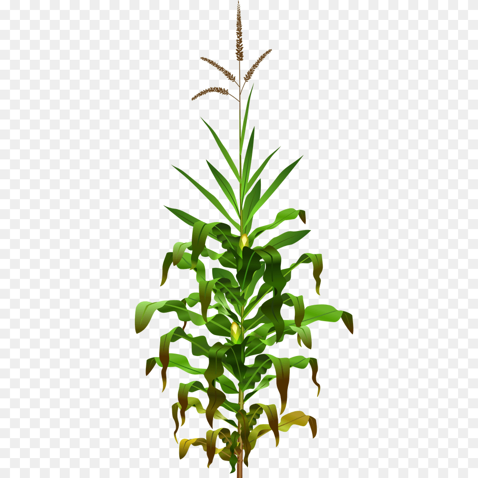 Cornfield Clipart, Plant, Grass, Leaf, Herbal Png