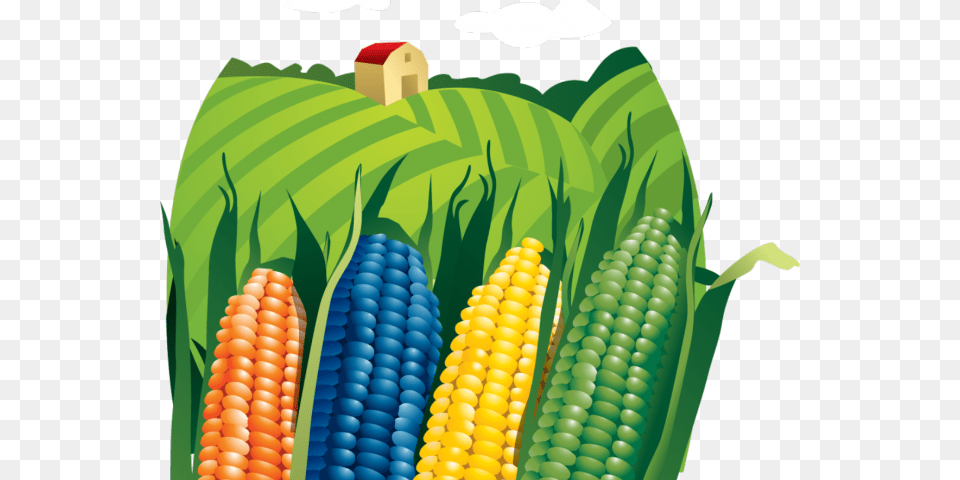Cornfield Clipart Corn Farm Campos De Maiz Vector, Food, Grain, Plant, Produce Png Image