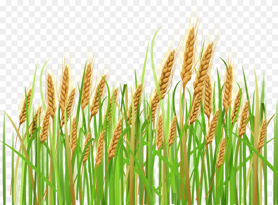 Cornfield Vector Wheat Background Wheat Clipart Png Image