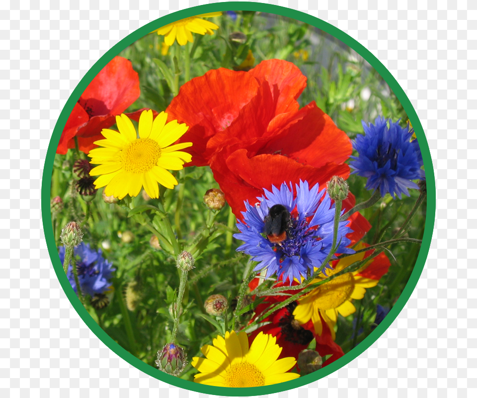Cornfield Wildflower Mix, Anemone, Plant, Daisy, Flower Png