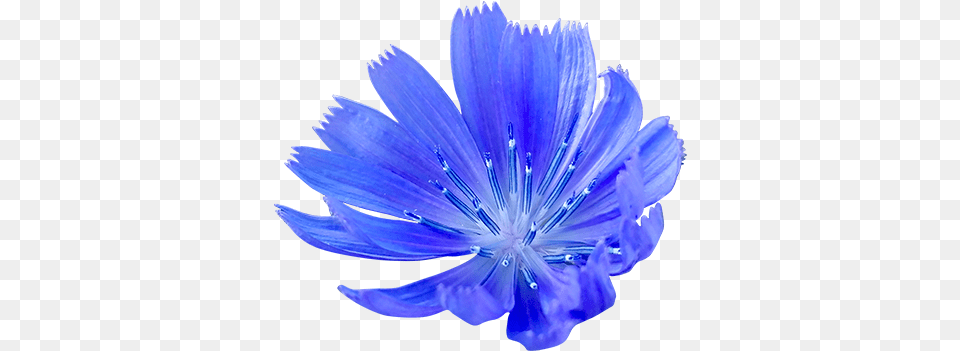 Cornflower Blue Cornflower, Petal, Daisy, Flower, Plant Free Png
