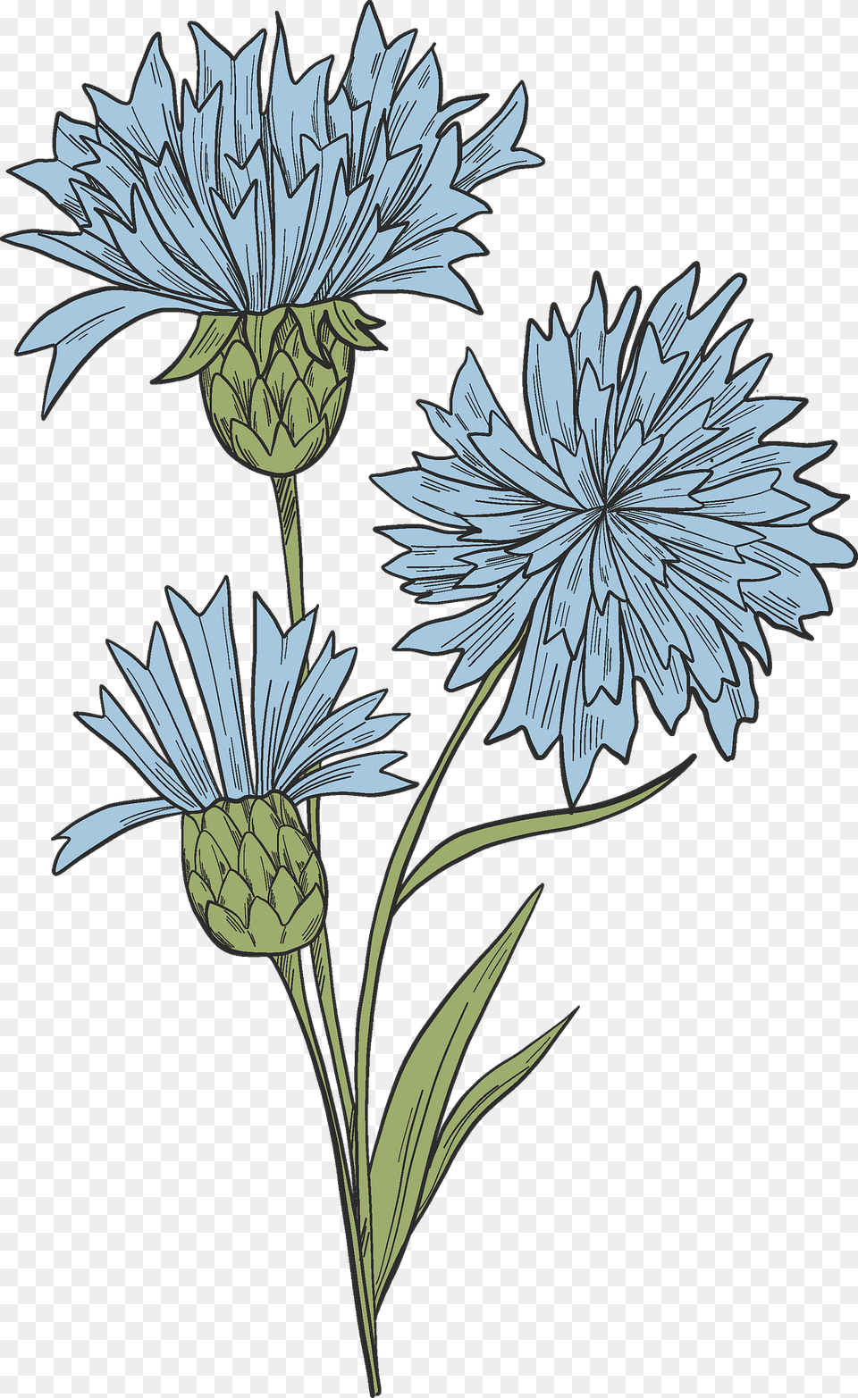 Cornflower Clipart, Art, Daisy, Flower, Plant Png
