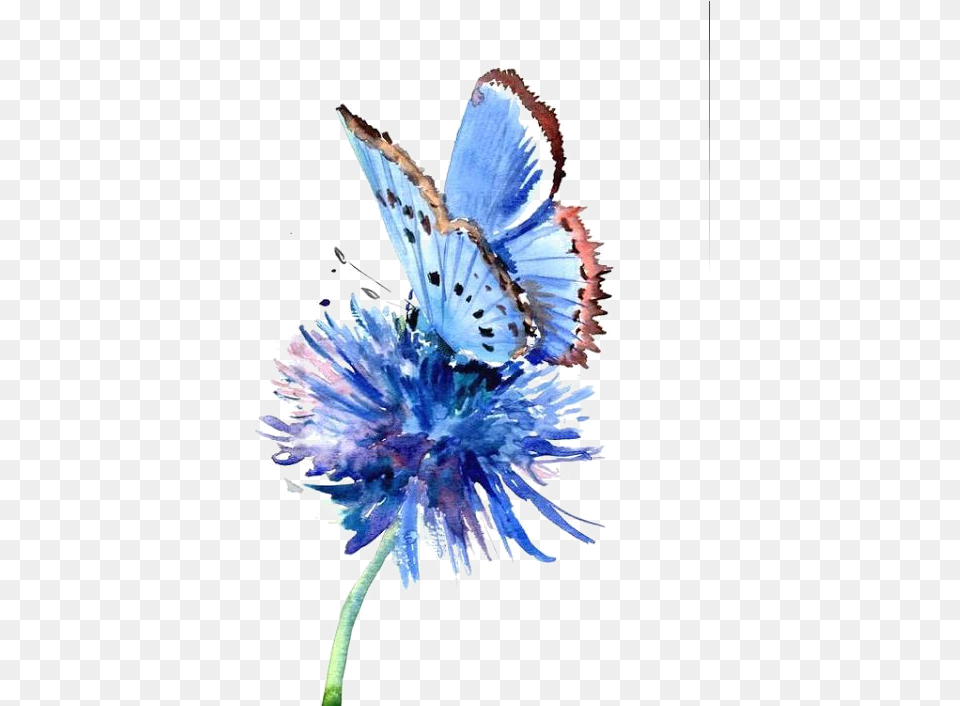 Cornflower Drawing Blue Watercolor Butterfly Drawing, Flower, Petal, Plant, Anemone Free Png Download