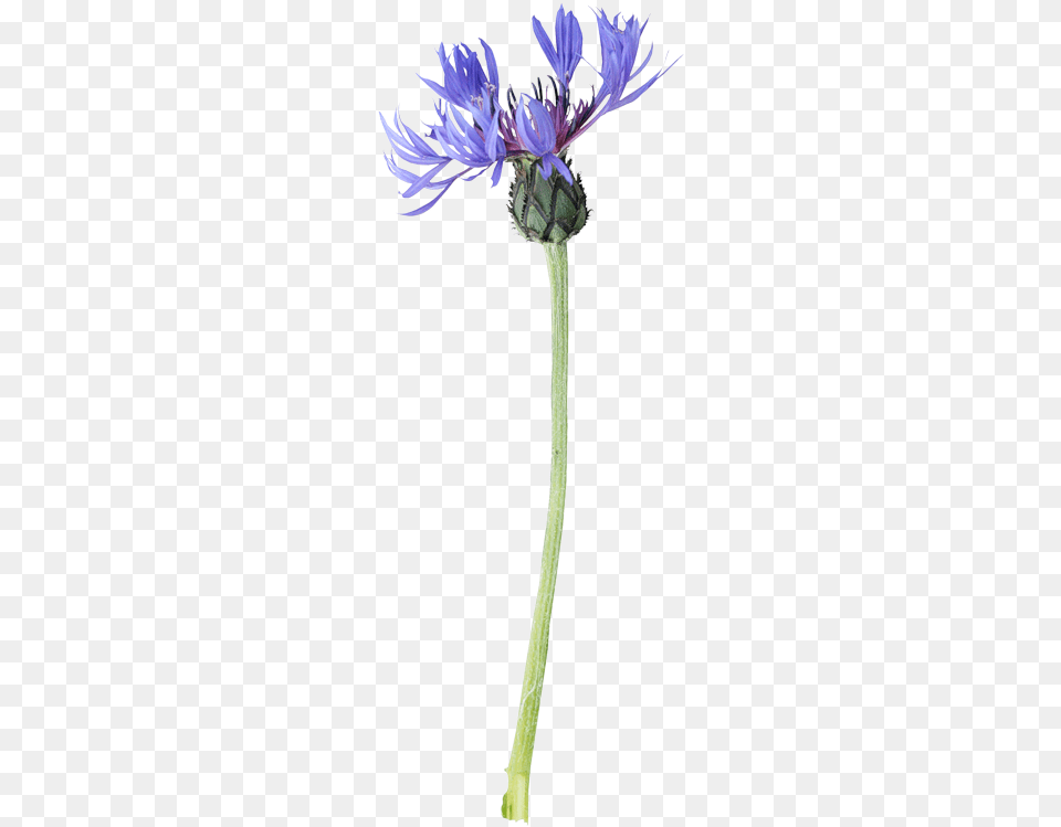 Cornflower Drawing Watercolor Image Library Library Painting, Flower, Plant, Daisy, Anther Png