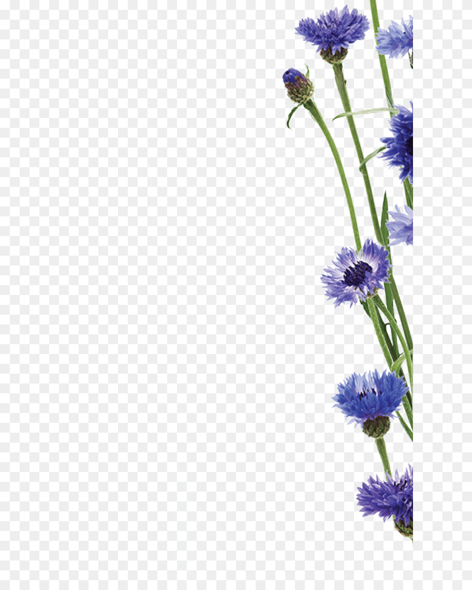 Cornglower Edito Upper Right Facial Care, Flower, Plant, Daisy, Flower Arrangement Png Image